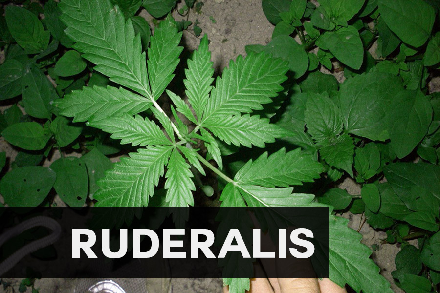 Cannabis Ruderalis, effetti e particolarità