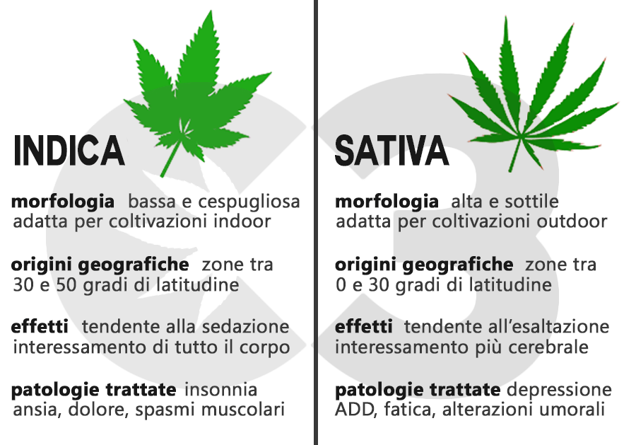 differenze generali indica sativa