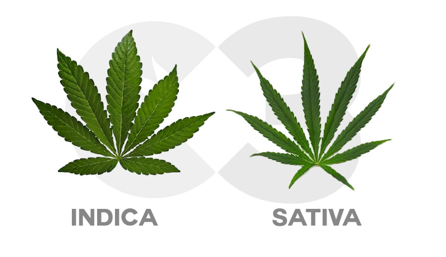 foglie sativa indica