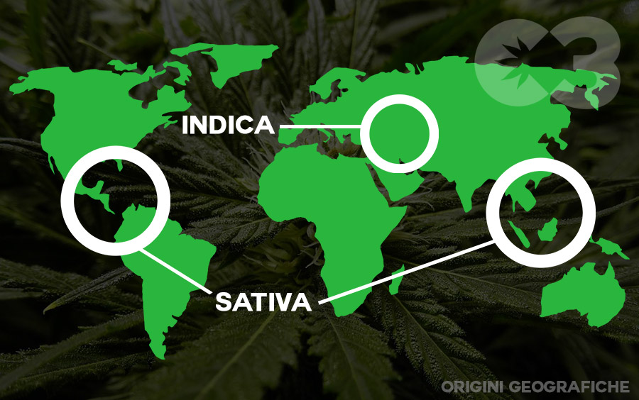 origini geografiche cannabis