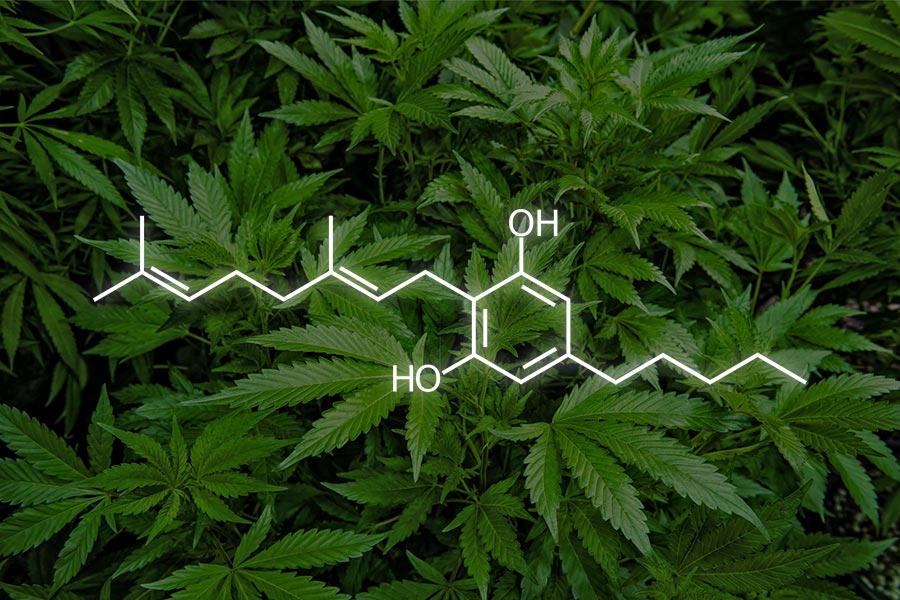 Il CBG o cannabigerolo, un cannabinoide troppo sottovalutato