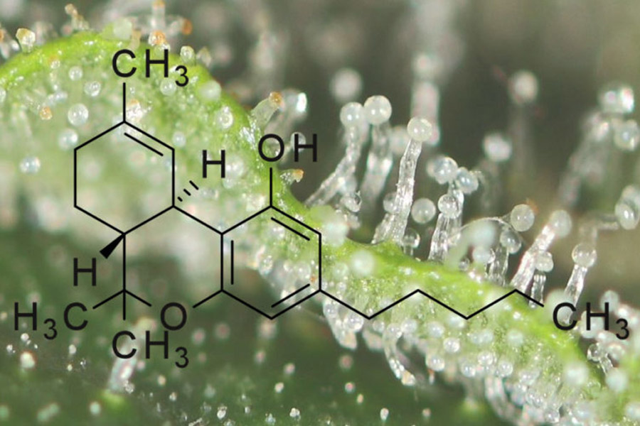 Il THC ed i suoi effetti principali sulla salute di mente e corpo, la guida completa