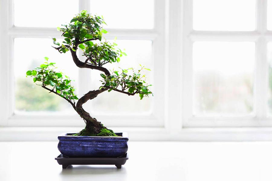 Cannabis Bonsai, cos’è e come si coltiva