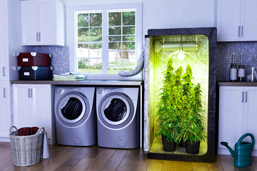 Grow Box, la guida completa all’acquisto