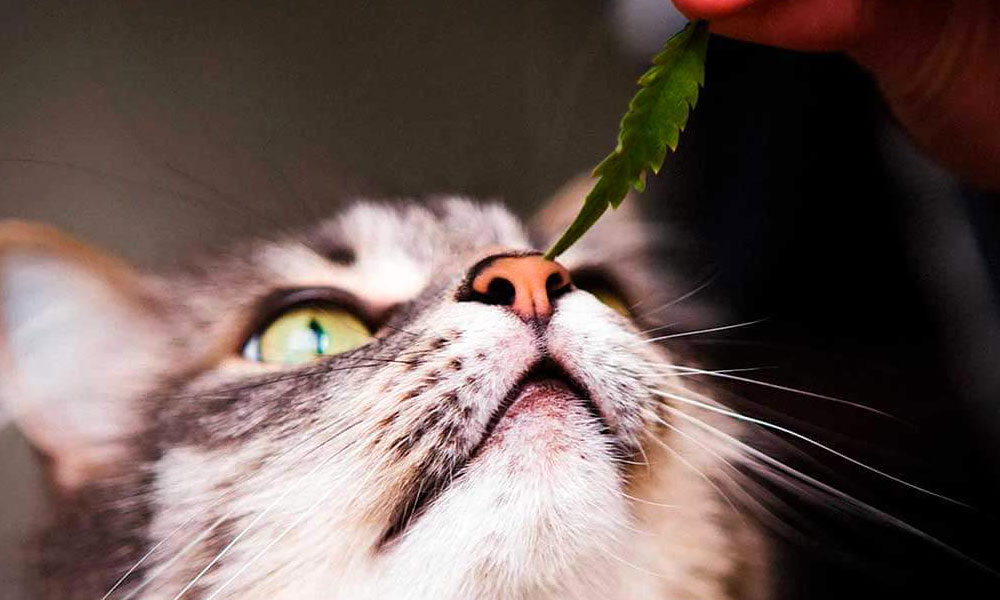 Prodotti a base di olio di cannabis per gatti