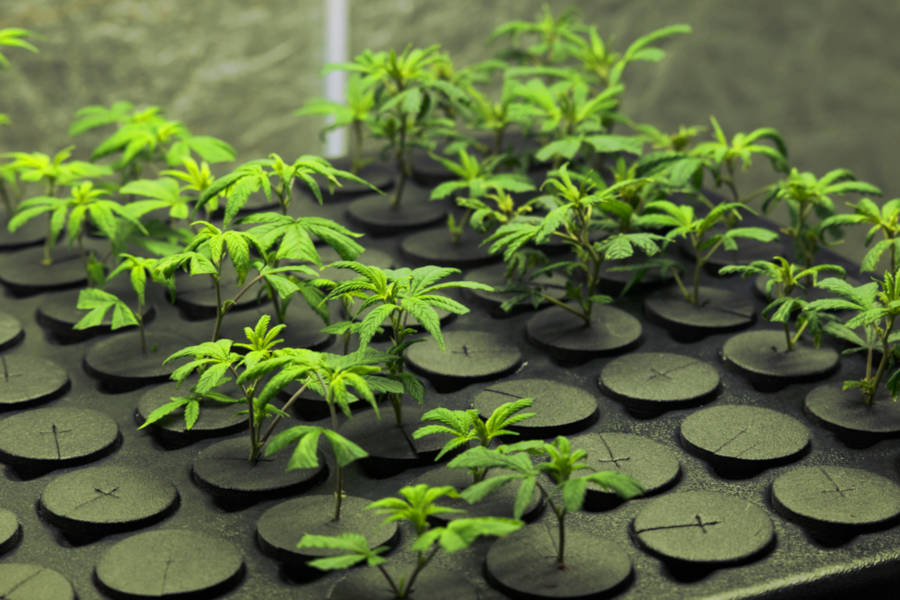 Cannabis legale Indoor, come coltivarla